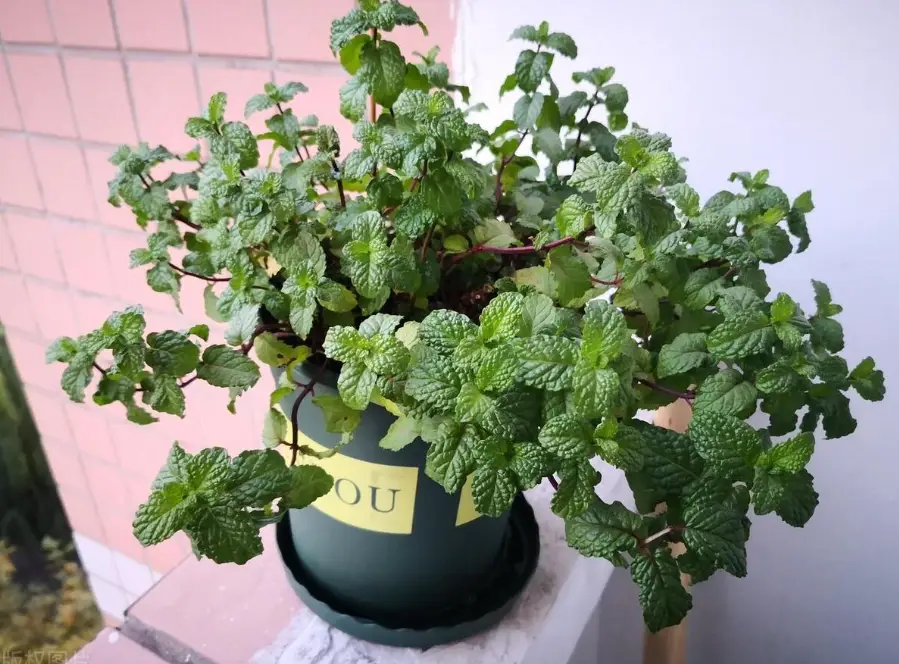 薄荷扦插繁殖